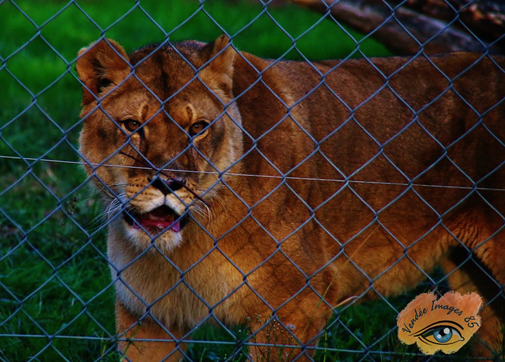 Photographie animalière réalisée au Zoo des Sables-d'Olonne par Vendée Images 85